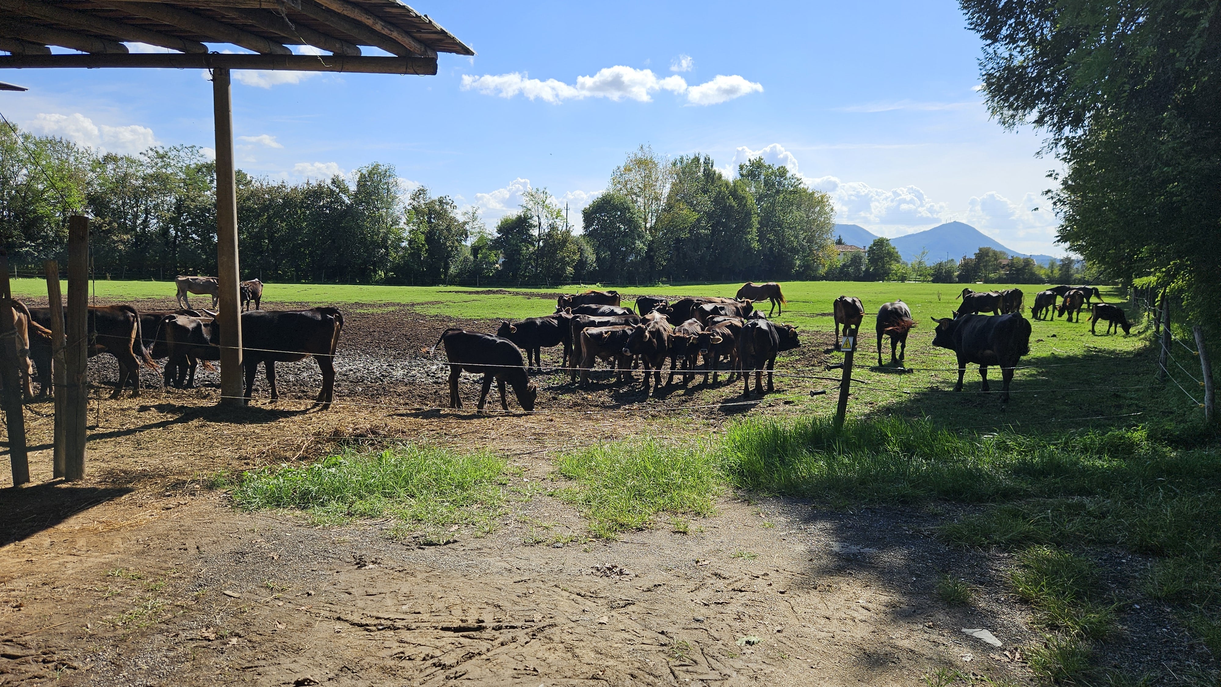 Carne Bovina Grass Fed allevamento