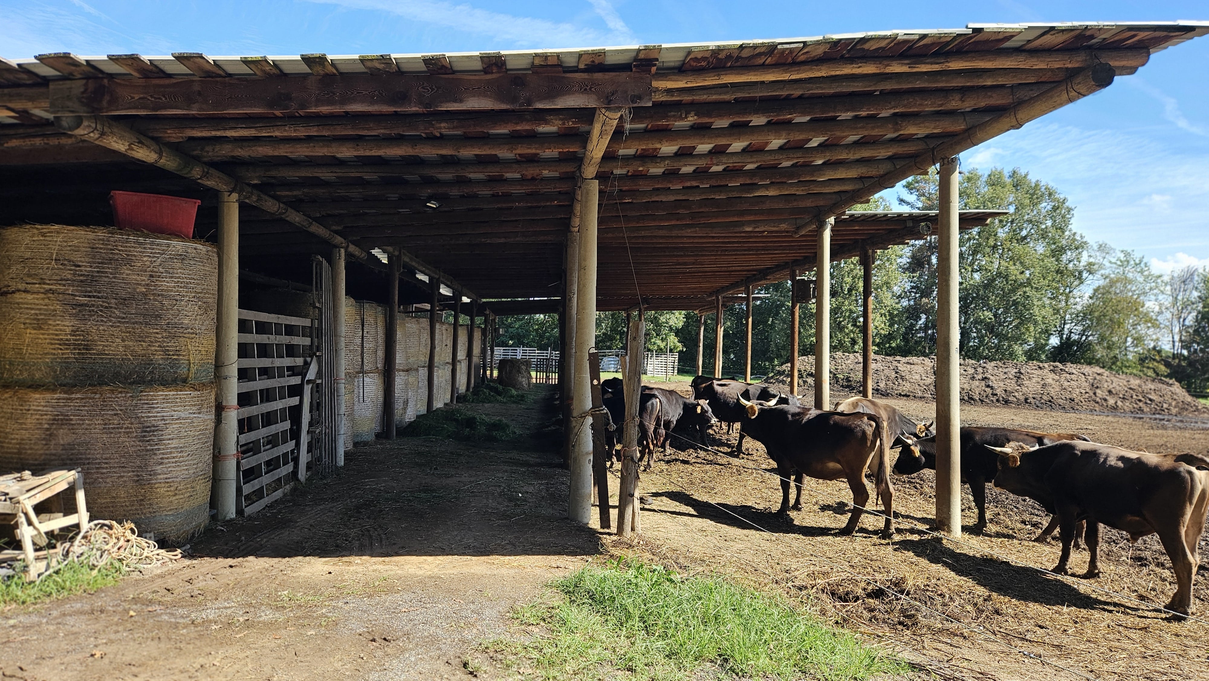 Stalla aperta con scorte di fieno e bovini